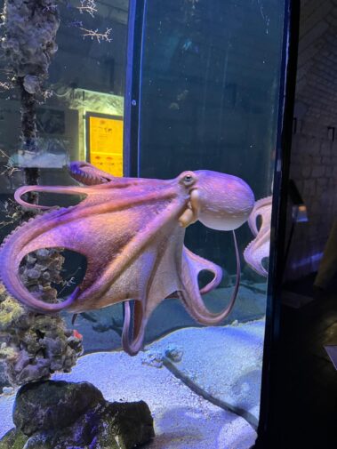 Meeresbiologische Projektwoche in Kroatien