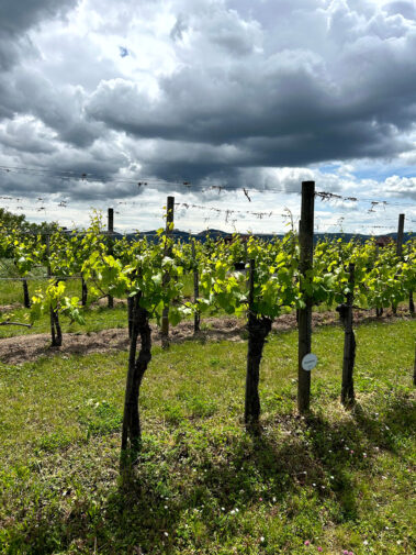 HLW - Wein- und Genussreise 2025