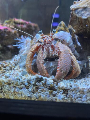 Meeresbiologische Projektwoche in Kroatien