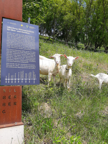 Wein- und Genussreise der 3. und 4. HLW 2024