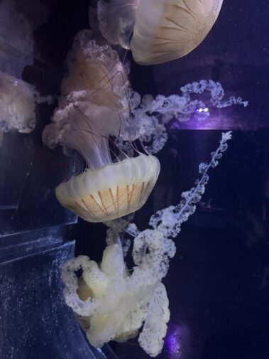 Meeresbiologische Projektwoche in Kroatien