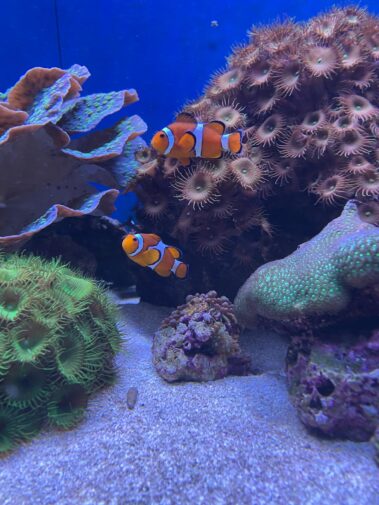 Meeresbiologische Projektwoche in Kroatien