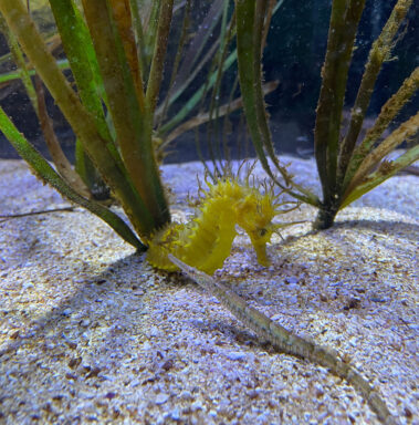 Meerebiologische Woche 2023