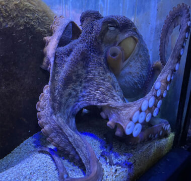 Meerebiologische Woche 2023