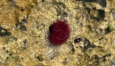 Meerebiologische Woche 2023