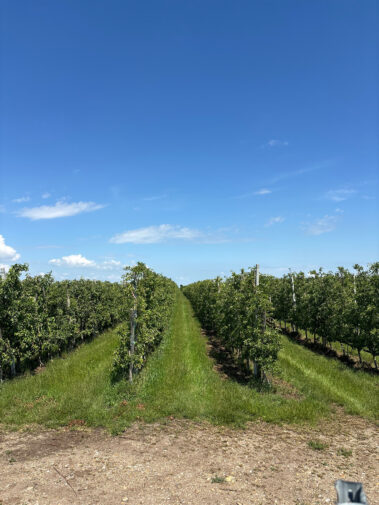 HLW - Wein- und Genussreise 2025