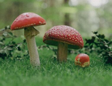 mushrooms by Paul Punzenberger
