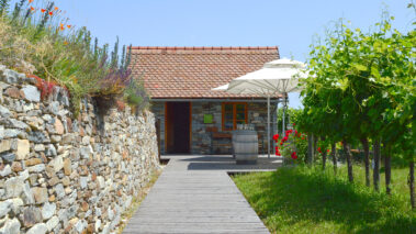 Weinbau Vereinte Winzer Krems