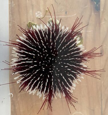 Meeresbiologische Woche in Kroatien 2021