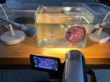 Meeresbiologische Woche in Kroatien 2021