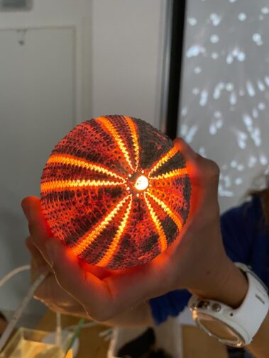 Meeresbiologische Woche in Kroatien 2021