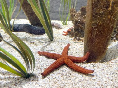 Meeresbiologische Woche in Kroatien 2021