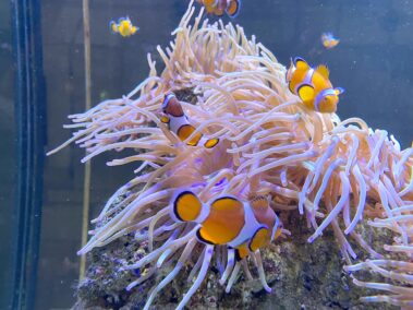 Meeresbiologische Woche in Kroatien 2021