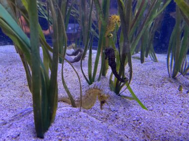 Meeresbiologische Woche in Kroatien 2021