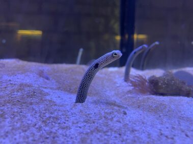 Meeresbiologische Woche in Kroatien 2021