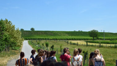 Spaziergang in den Weingarten