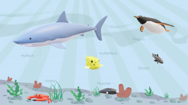 Interaktive Präsentation - Bionik aus dem Meer - Screenshot